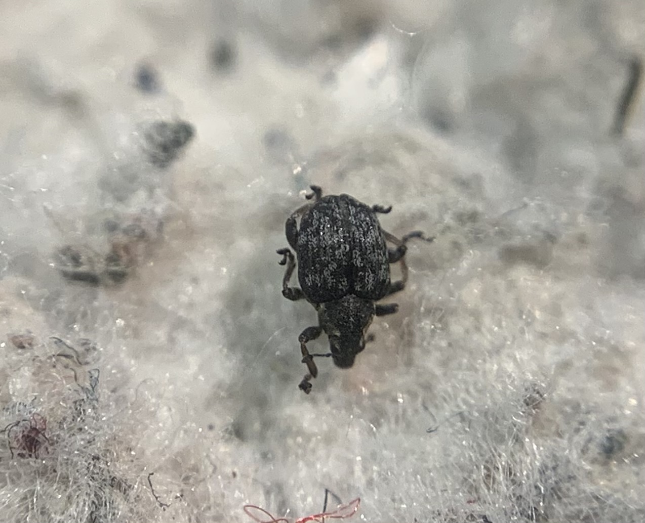Pelenomus canaliculatus - árkostorú keserüfü-ormányos