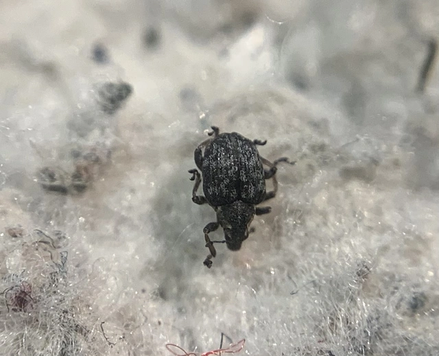 Pelenomus canaliculatus - árkostorú keserüfü-ormányos