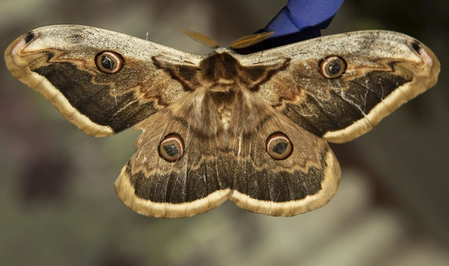 Saturnia pyri - nagy pávaszem