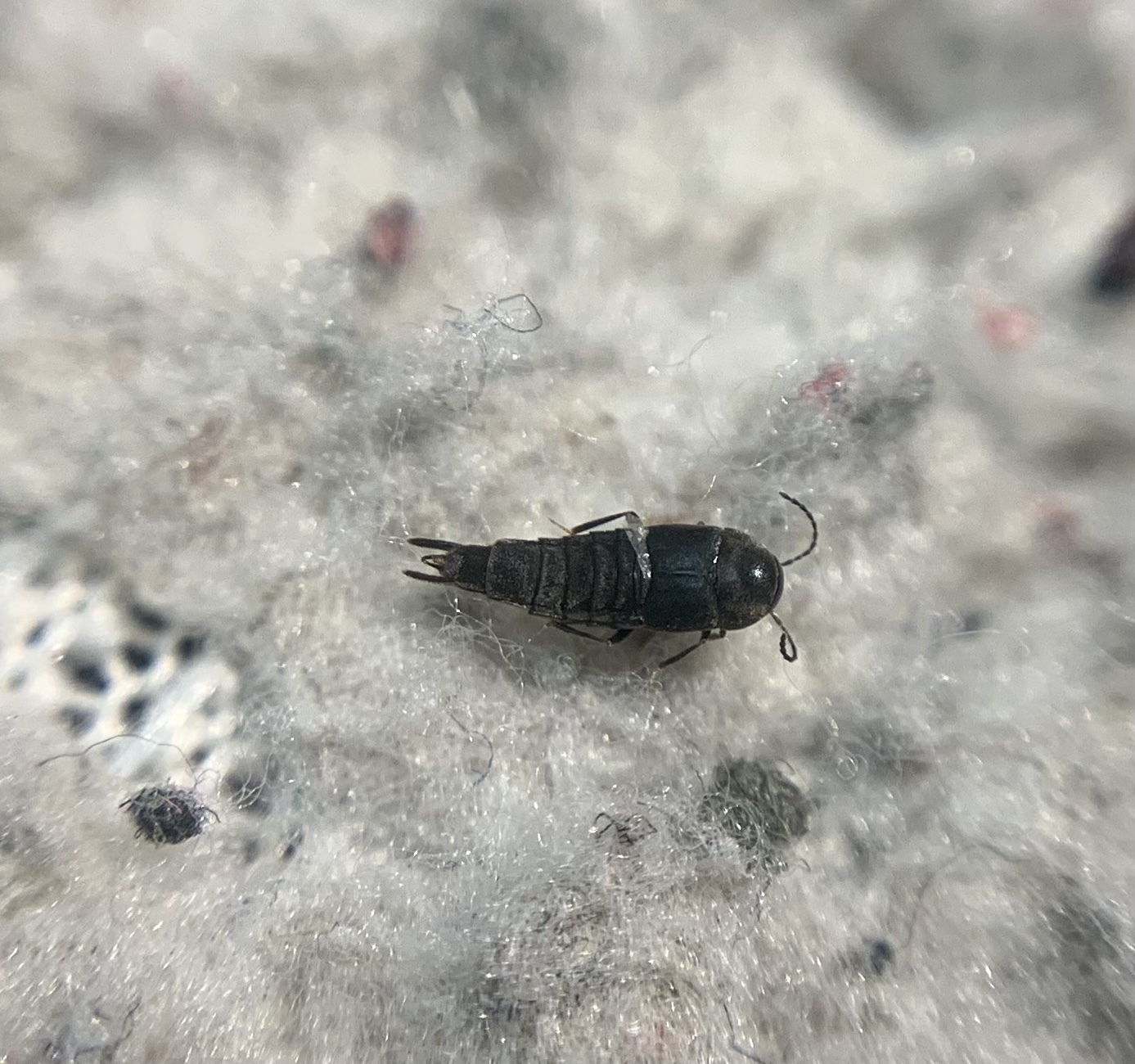 Deinopsis erosus - közönséges recésholyva