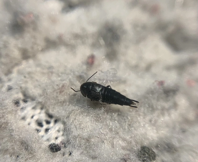 Deinopsis erosus - közönséges recésholyva