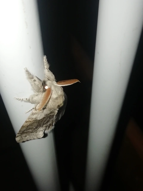 Calliteara pudibunda - hamvasszövő