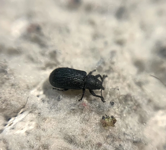 Magdalis nitidipennis - tömpeorrú magdolnaormányos