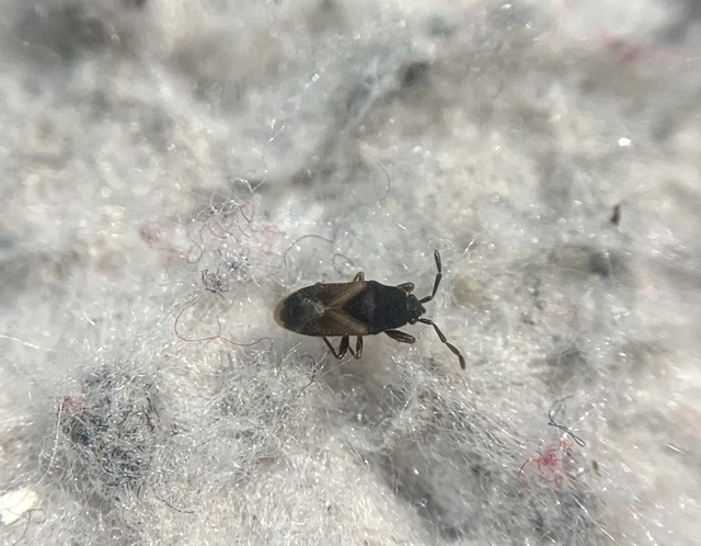 Tropistethus holosericus - törpebodobács