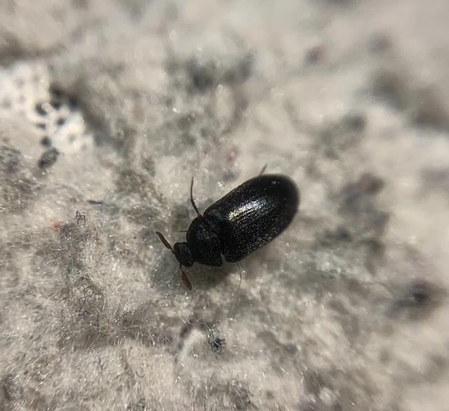 Globicornis emarginata - sötét kéregporva