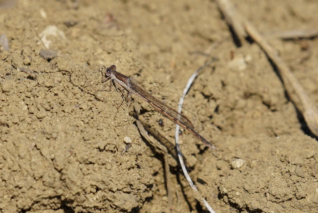 Sympecma fusca - téli rablószitakötő