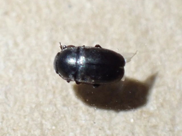 Meligethinae