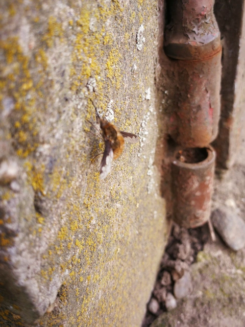 Bombylius major - szegélyes pöszörlégy