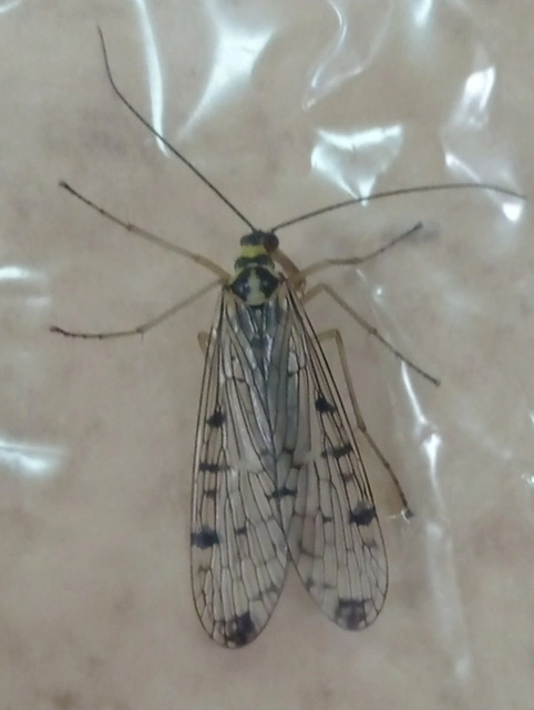 Panorpa hybrida