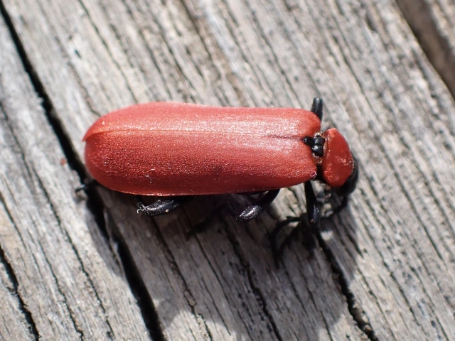Pyrochroa coccinea - nagy bíborbogár