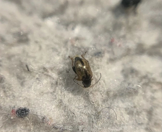 Longitarsus nasturtii