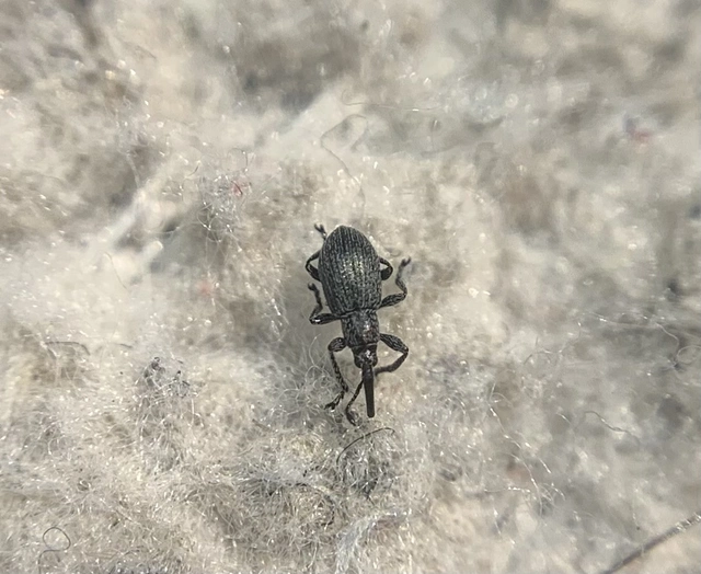Diplapion stolidum - lékeltfejű cickányormányos