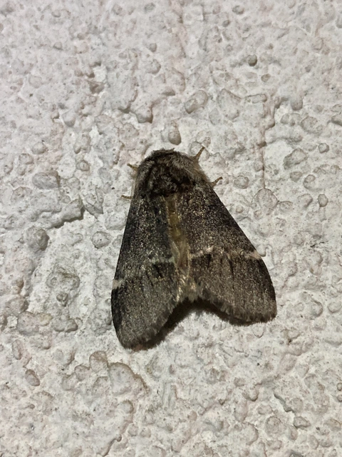 Drymonia dodonea - bélyeges púposszövő