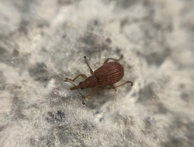 Apion haematodes - madársóska-cickányormányos