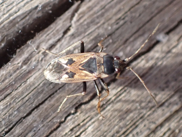 Rhyparochromus vulgaris - közönséges díszesbodobács