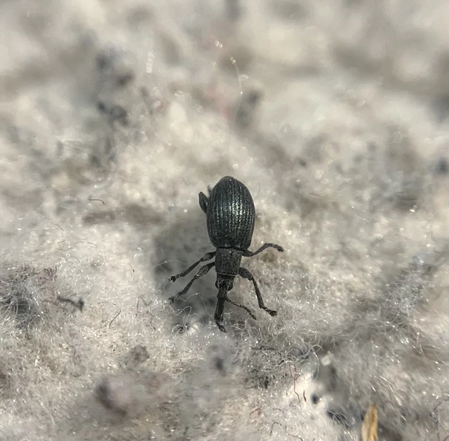 Ceratapion gibbirostre - agyaras cickányormányos Ceratapion gibbirostre - agyaras cickányormányos