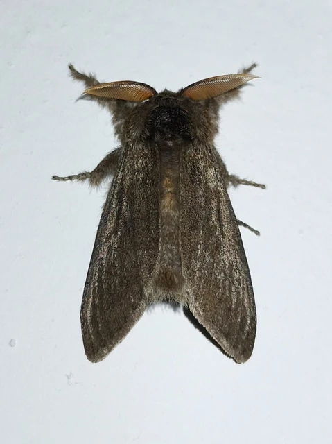 Calliteara pudibunda - hamvasszövő