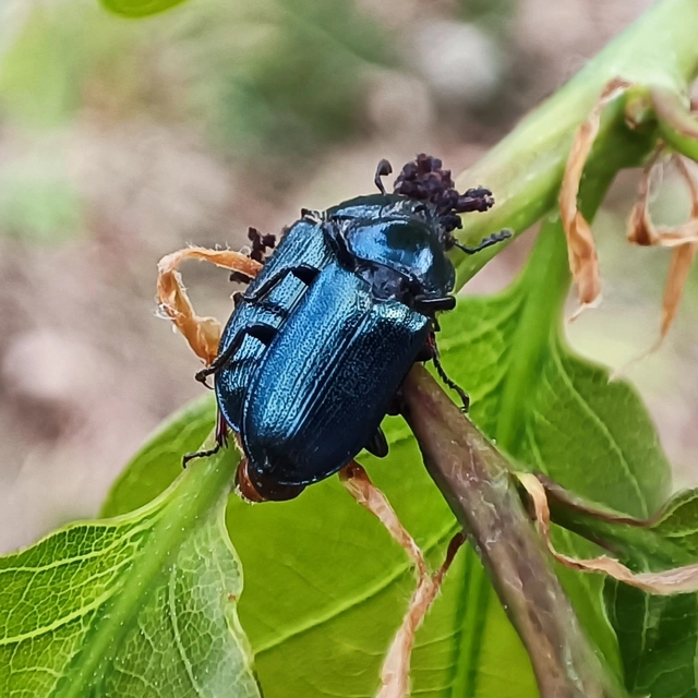 Platycerus caraboides - kis fémesszarvasbogár
