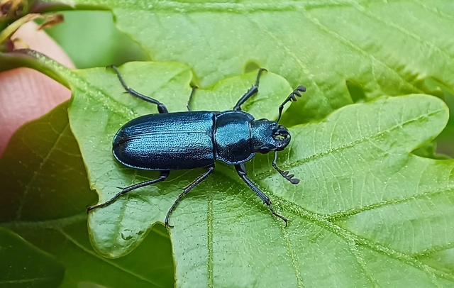 Platycerus caraboides - kis fémesszarvasbogár