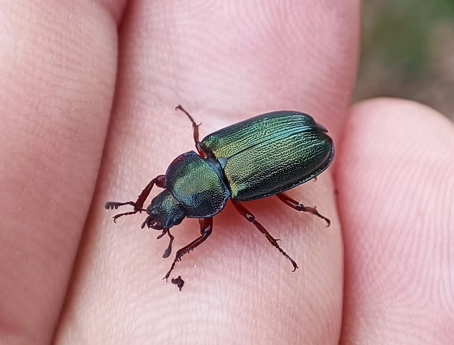 Platycerus caraboides - kis fémesszarvasbogár