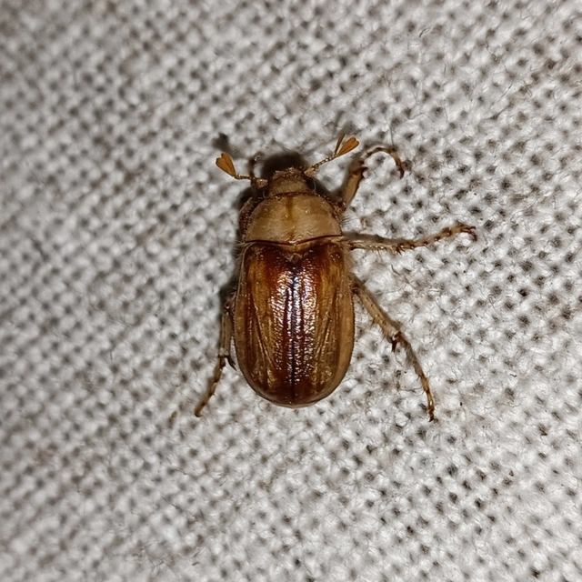 Rhizotrogus aestivus - tavaszvégi cserebogár