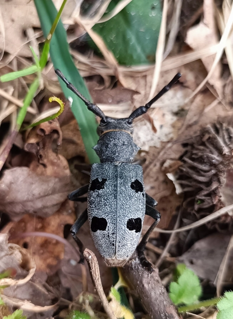 Morimus asper funereus - gyászcincér