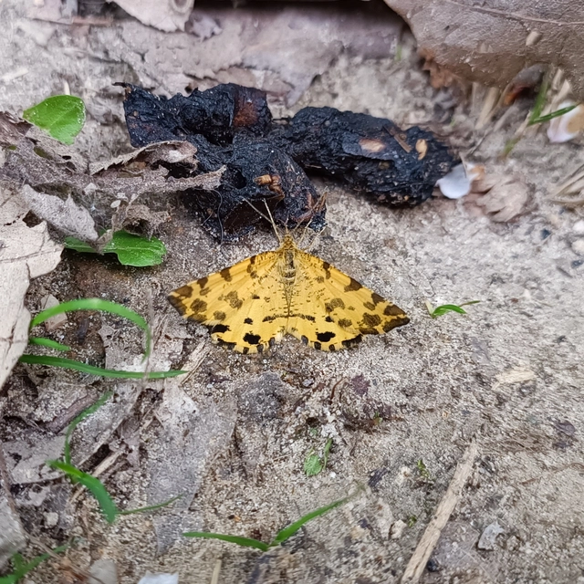 Pseudopanthera macularia - párducfoltos araszoló