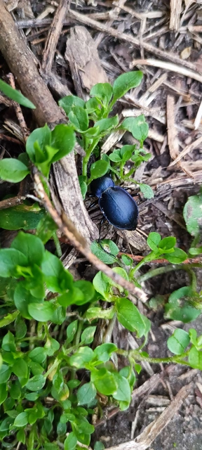 Carabus convexus - selymes futrinka
