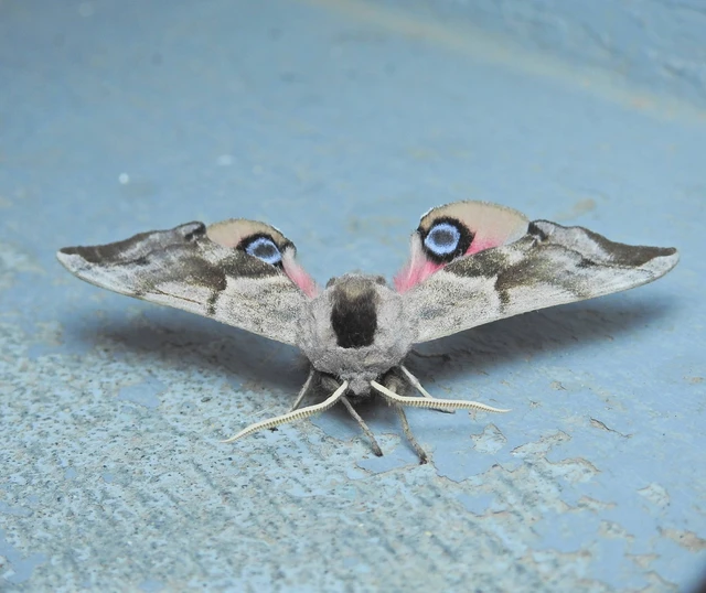 Smerinthus ocellatus - esti pávaszem