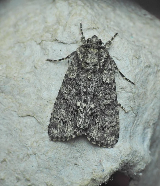 Acronicta rumicis - sóska-szigonyosbagoly