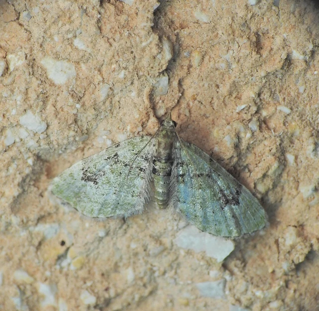 Chloroclystis v-ata - zöldes törpearaszoló