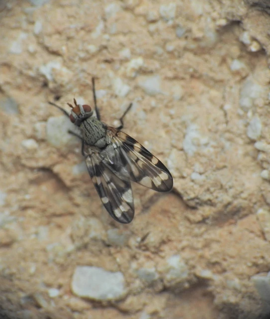 Otites centralis/guttata