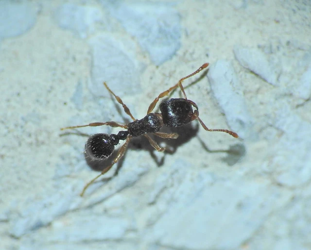 Tetramorium