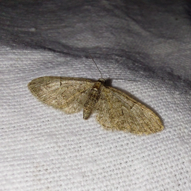 Eupithecia abbreviata - korai törpearaszoló