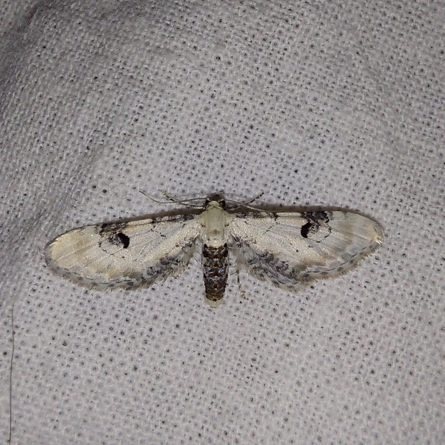 Eupithecia centaureata - búzavirág-törpearaszoló