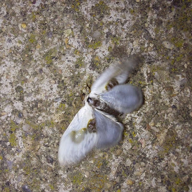 Cilix glaucata - törpe sarlósszövő
