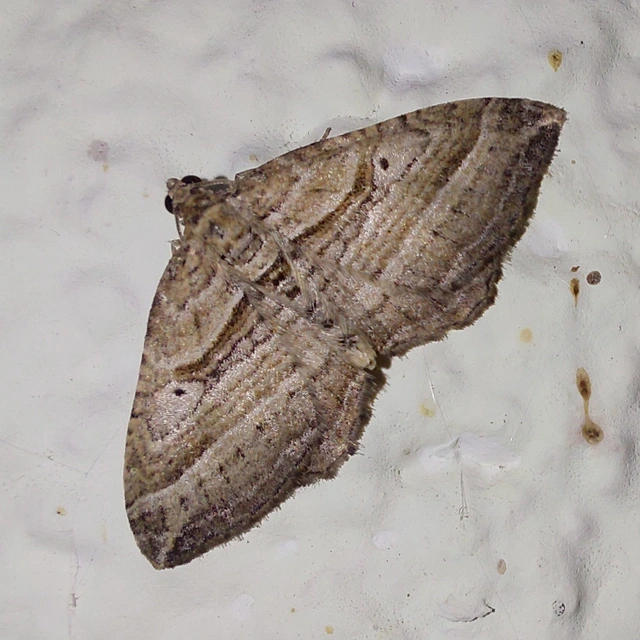 Costaconvexa polygrammata - soksávú araszoló