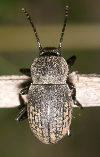Probaticus subrugosus - ráncos gyászbogár