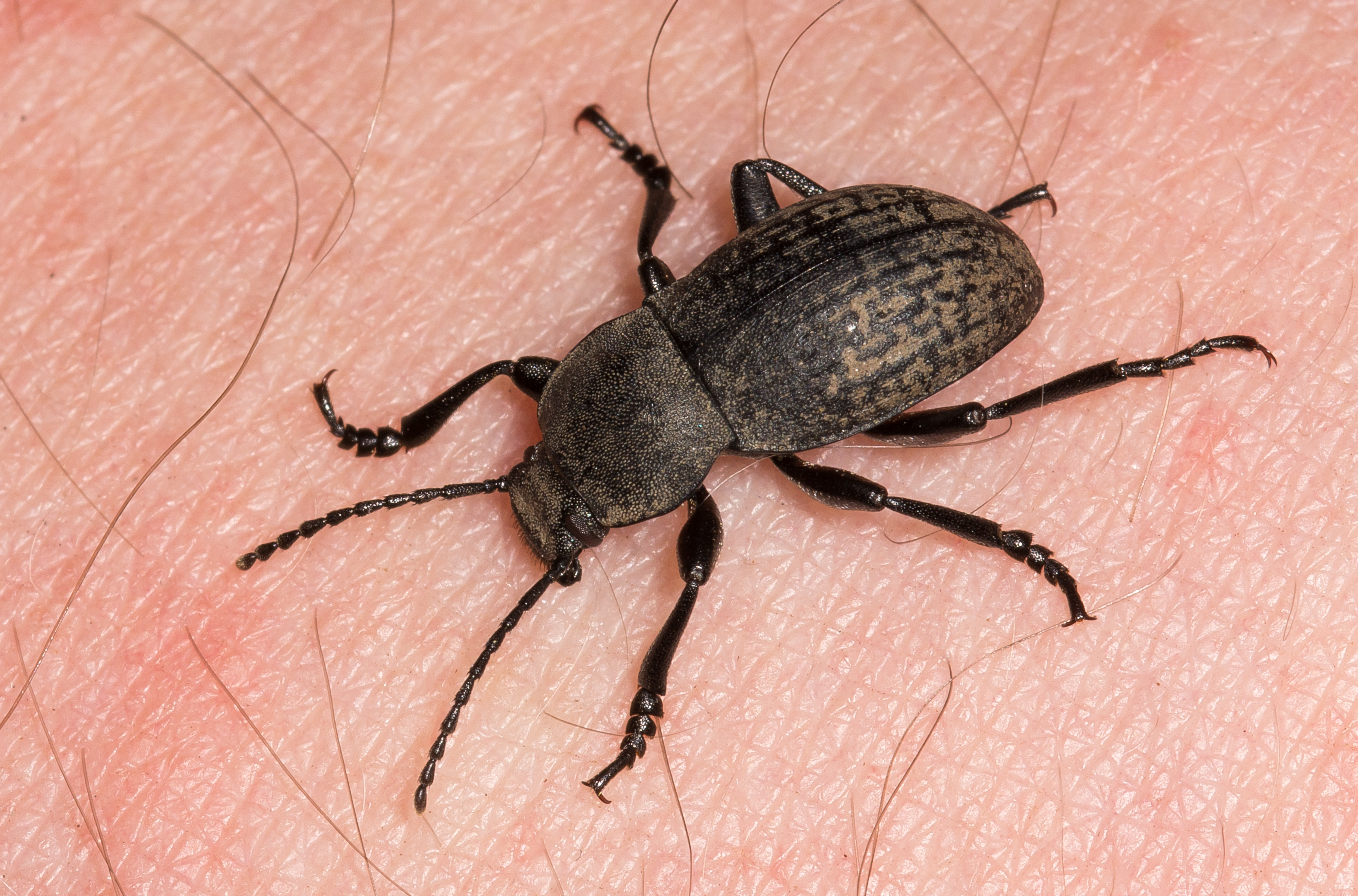 Probaticus subrugosus - ráncos gyászbogár