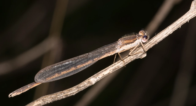 Sympecma fusca - téli rablószitakötő