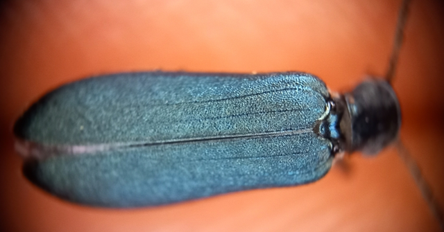Ischnomera