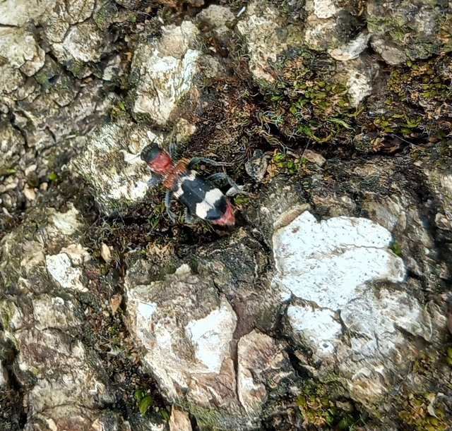 Thanasimus formicarius - vörösnyakú szúfarkas