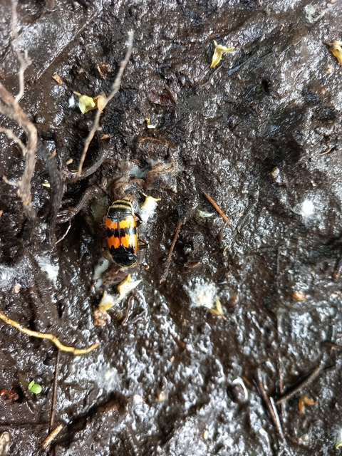 Nicrophorus vespillo - közönséges temetőbogár