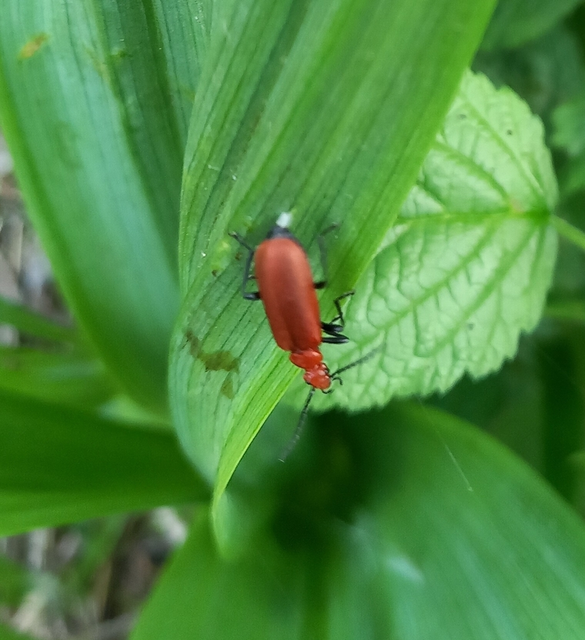 Pyrochroa serraticornis - közép-bíborbogár