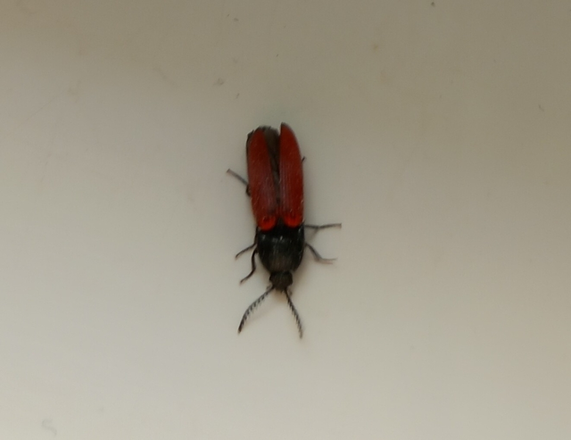 Ampedus