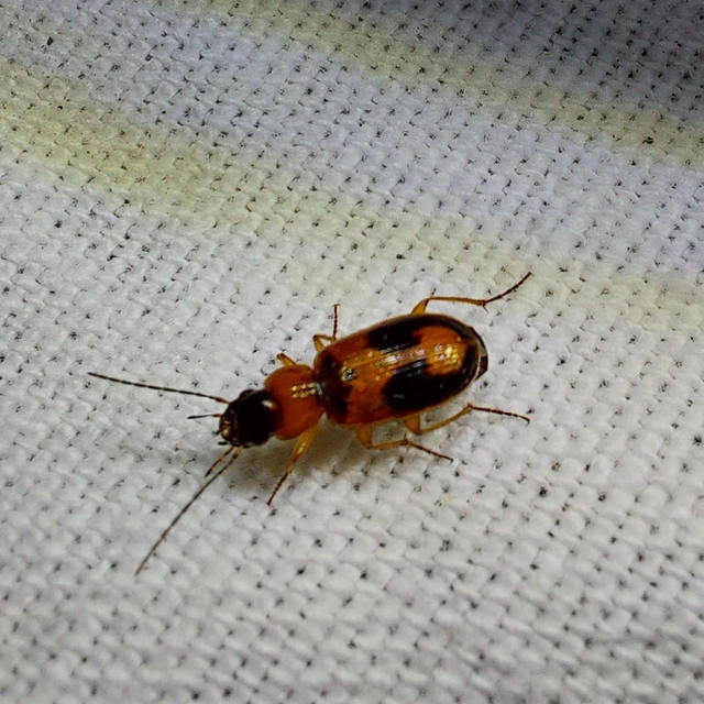 Badister meridionalis - közönséges posványfutonc