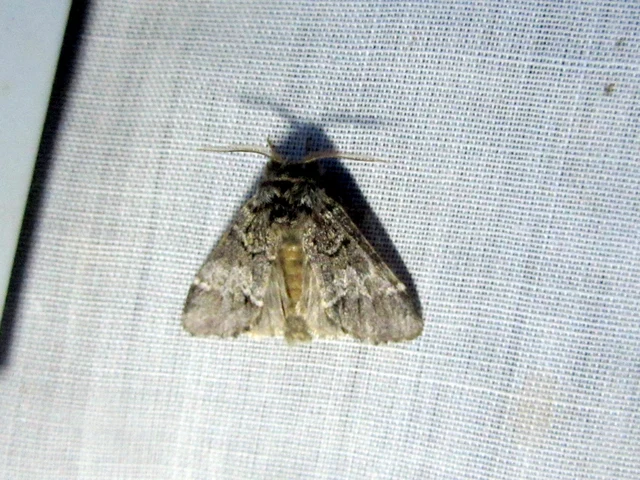Drymonia dodonea - bélyeges púposszövő