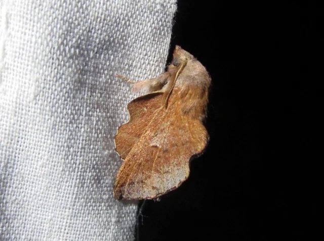 Phyllodesma tremulifolia - nyárlevélpohók