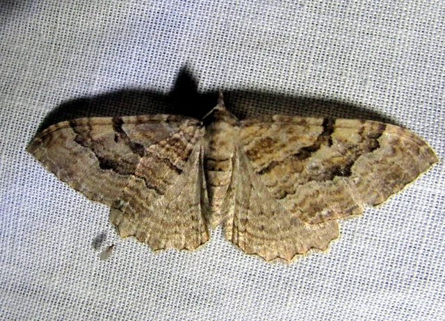 Hydria cervinalis - őzbarna araszoló