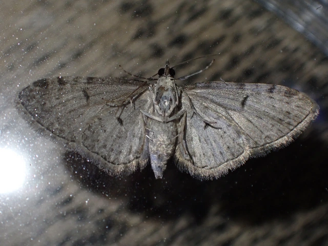 Eupithecia virgaureata - aranyvessző-törpearaszoló